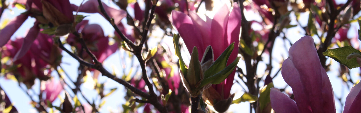 Blüten Blüten